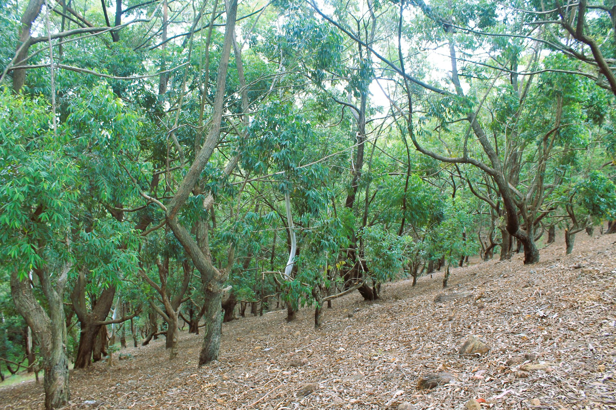 A Sri Lankan spice garden, with cinnamon, cardamom and medicinal plants growing under shade.