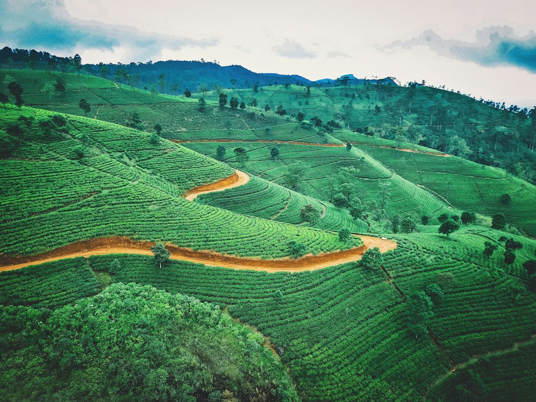 Tea pickers working green hillside estates at Nuwara Eliya