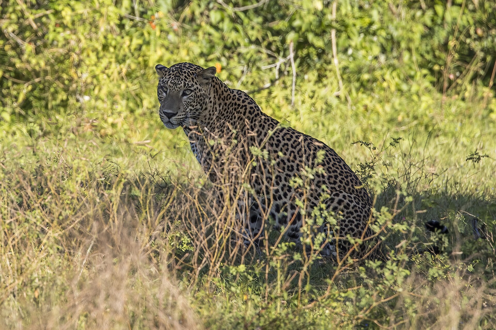 A Sri Lankan leopard resting in dappled shade, looking directly at the camera.