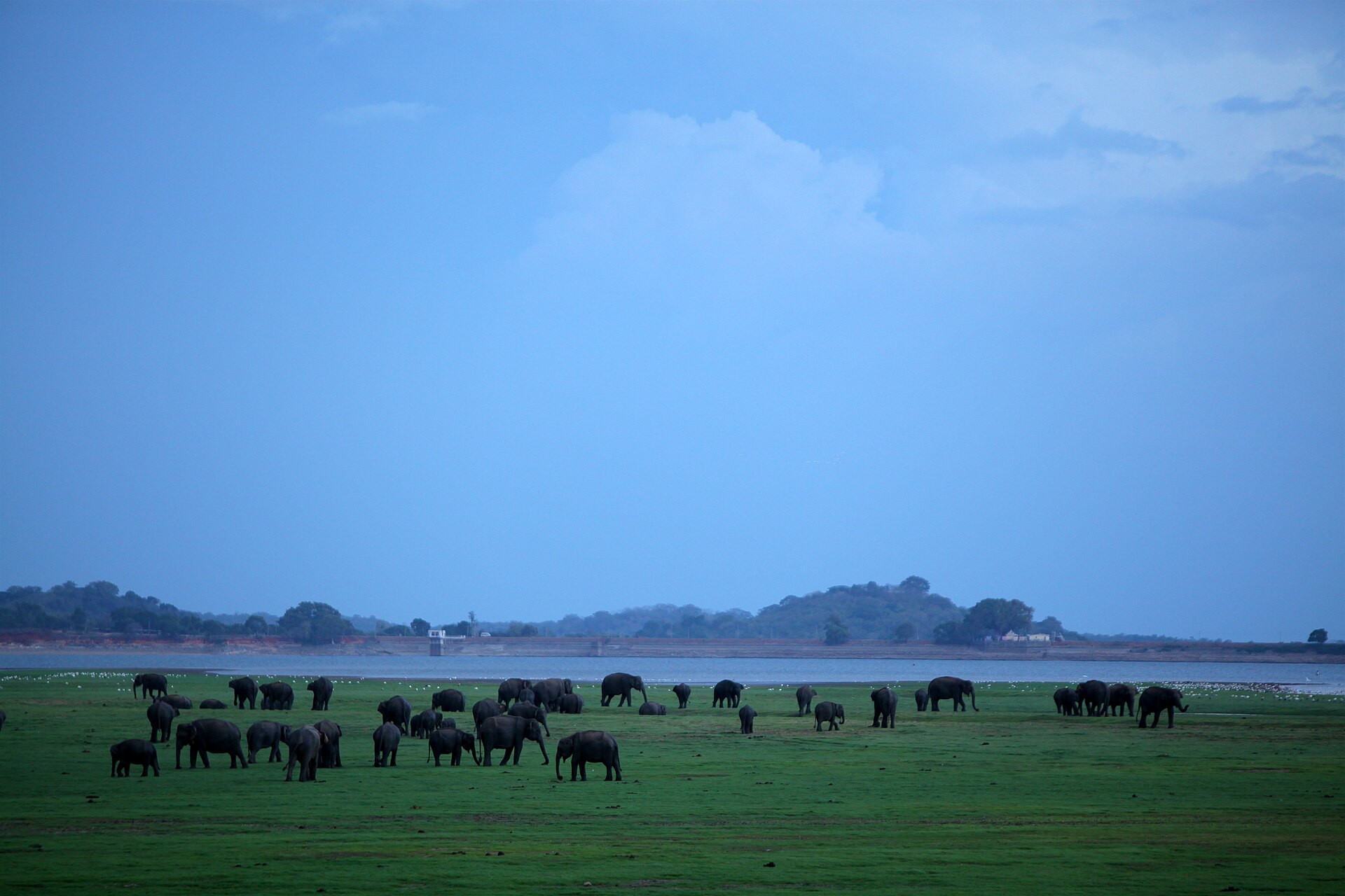 Dozens of wild elephants gathered on open grassland beside the tank at Minneriya National Park, Sri Lanka.