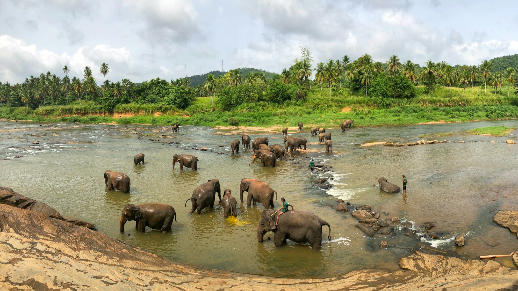 A herd of wild elephants crossing open grassland at Minneriya National Park, Sri Lanka.